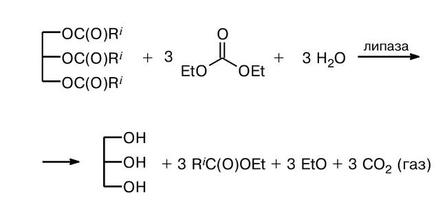 Синтез липазы. Липаза катализирует реакцию. Липазы примеры. Липаза строение. Липаза формула.