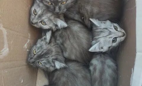 Нашли ли кота в кирове