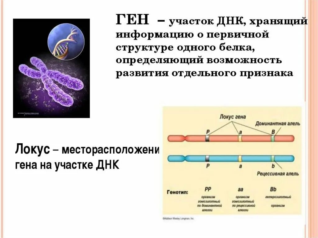 Ген биология 9