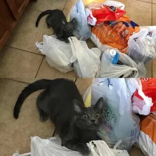 Проверь кошку