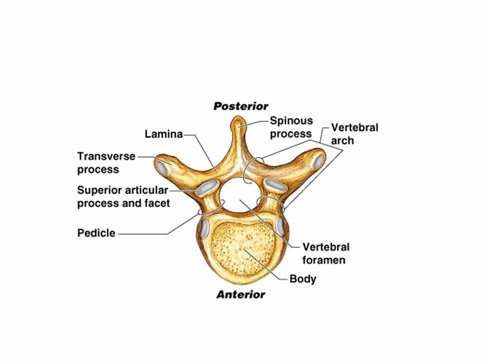 Cervical vertebrae Atlas and Axis. Vertebrae structure. Vertebra в словаре. Typical Thoracic vertebrae. Bones звонок