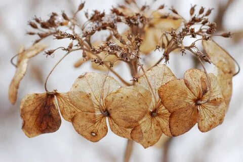 Dried plants