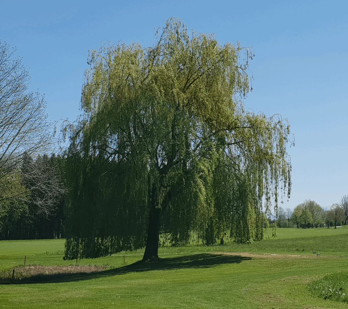 Ветла дерево фото. Ива белая (salix alba). ива белая (ветла) salix alba. salix alba ива плакучая. ива белая tristis.