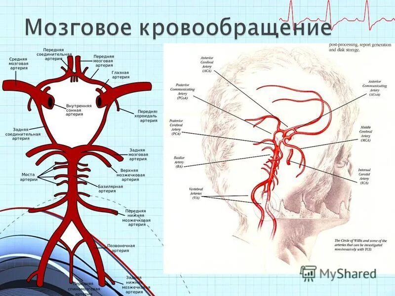 Каротидная система кровоснабжения головного мозга. Сосуды головного мозга круг кровообращения. Кровоснабжение головного мозга анатомия схема. Кровообращение мозга. Виллизиев круг.. Круг кровообращения голова