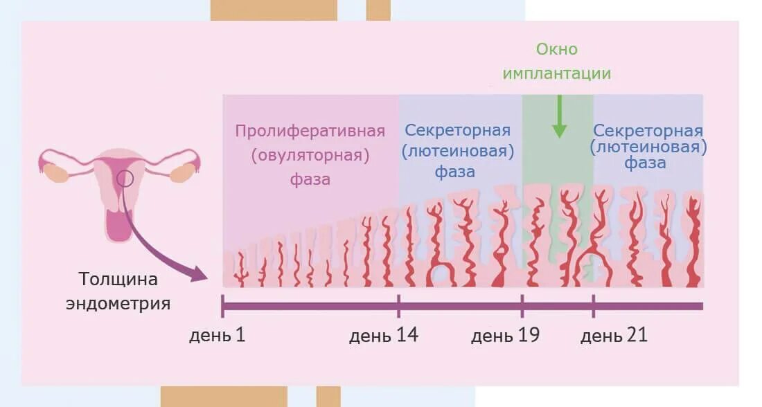 Какая норма толщины эндометрия. Фазы менструального цикла и толщина эндометрия. Толщина эндометрия для менструационного цикла. Эндометрий первой фазы менструационного цикла. Эндометрий 1 фазы менструального цикла.