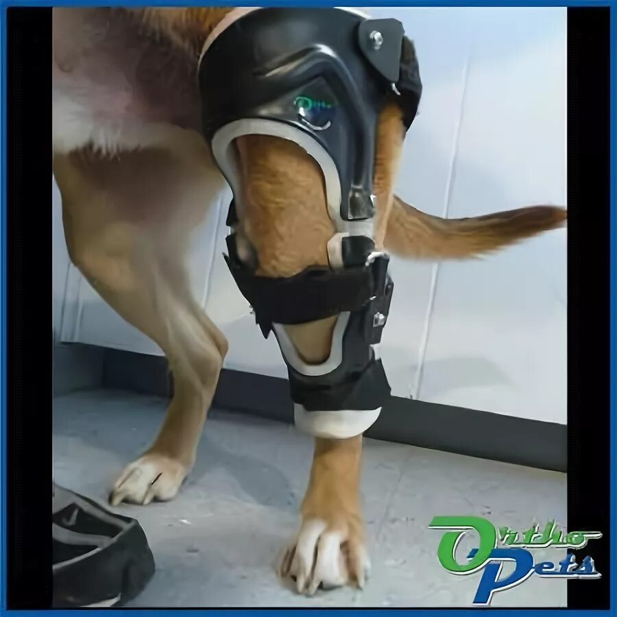 После операции на лапу собаку. ПКС коленного сустава у собак. Ортез на коленный сустав собаке. Ортез для фиксации тазобедренного сустава у собак. Ортез для собаки на переднюю лапу.