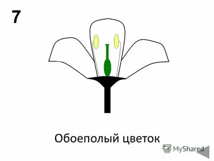 Женский цветок схема