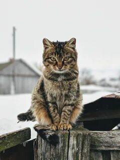 Когда выйдет кот