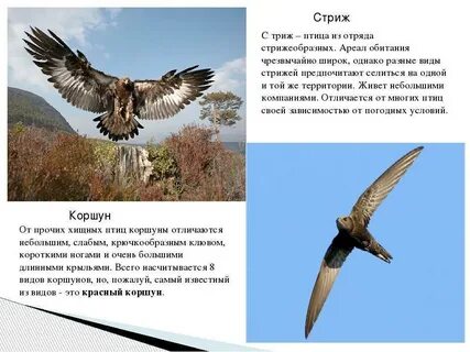Кто летит быстрее орел сокол или стриж