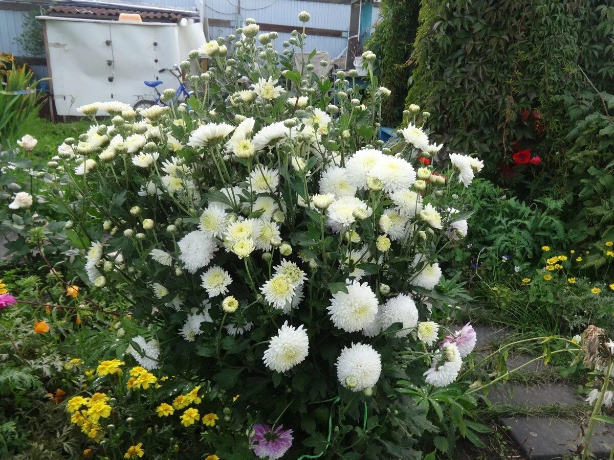Куст хризантем расцвел. Хризантема мультифлора балиос. Хризантема мультифлора шаровидная клумба. Куст хризантем расцвел. Хризантема мультифлора помпонная.