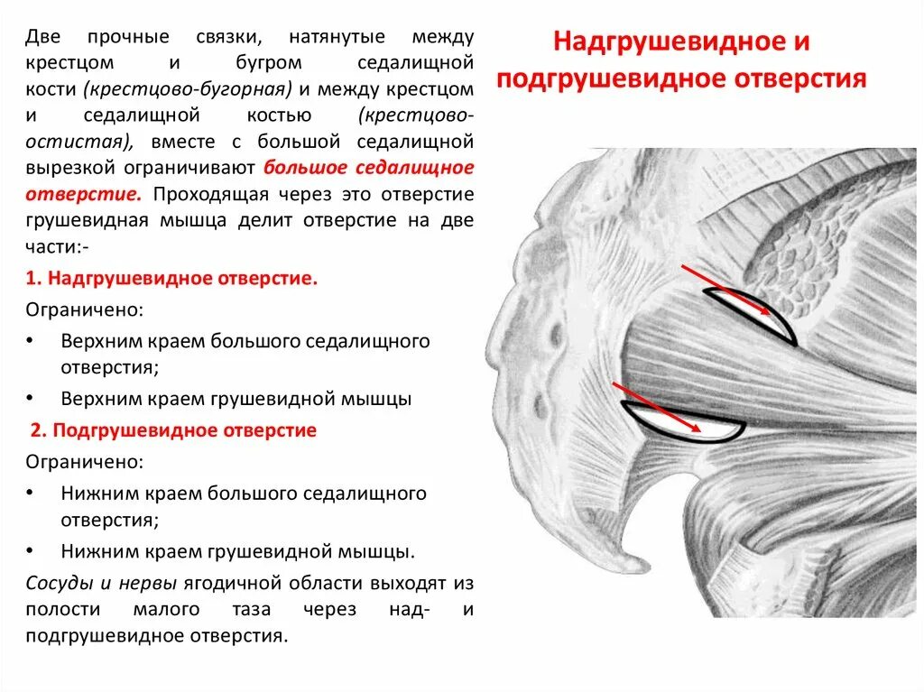 Надгрешевидное и подгоушевидное ответрсие. Над и подгрушевидное отверстие. Через подгрушевидное отверстие проходит артерия. Надгрущев идное и подгркшнвтдное отверстие. Заняться отверстие