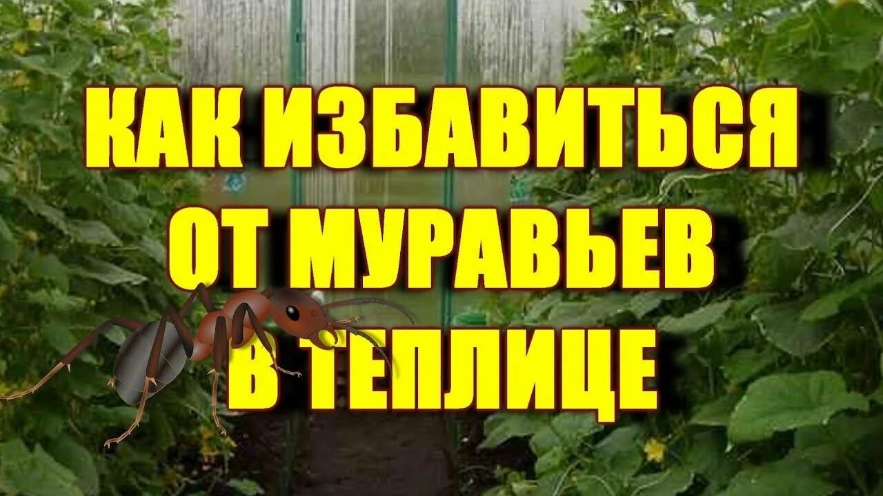 Как вывести муравьев из парника. От муравьев в теплице. отрава для муравьев в теплице.
