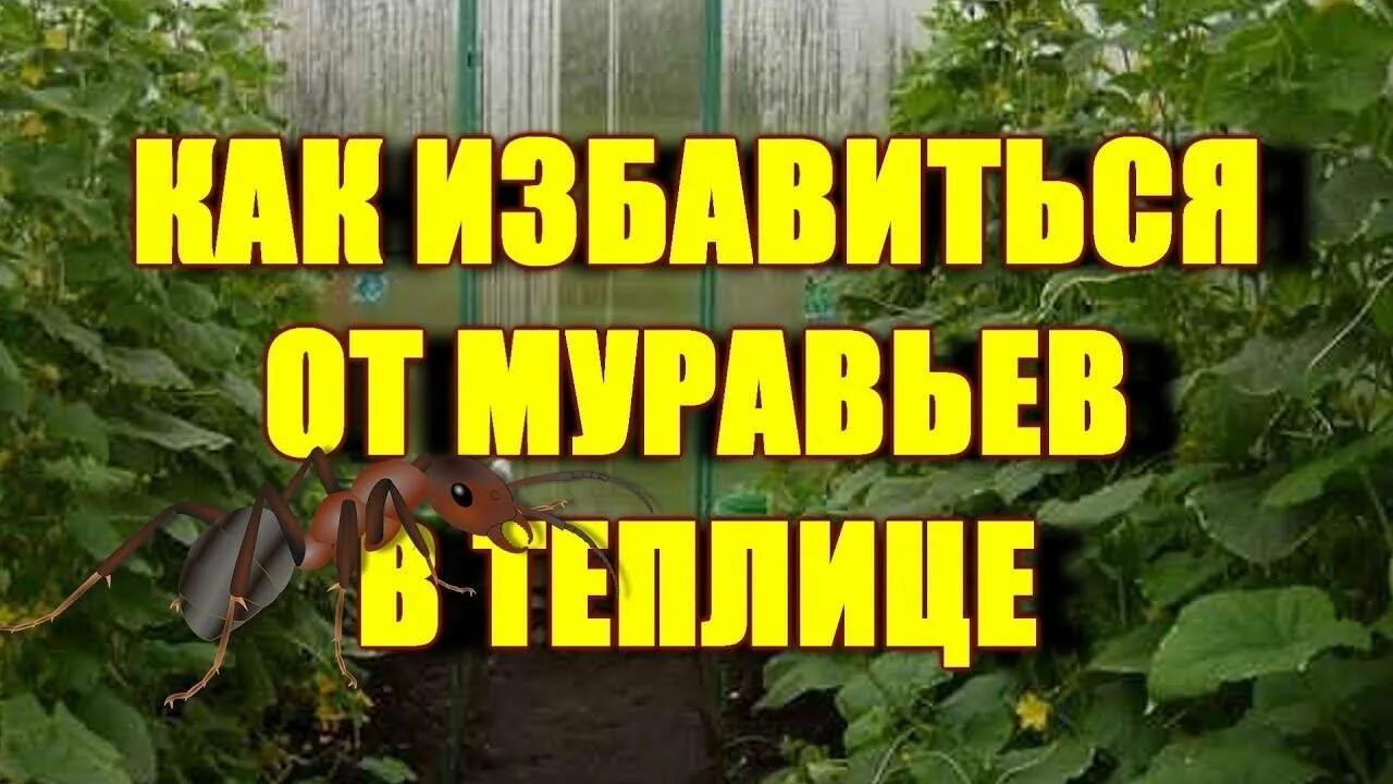 От муравьёв в теплице. От муравьев в теплице. Средство от муравьёв в теплице. Средство от муравьёв в теплице эффективное.