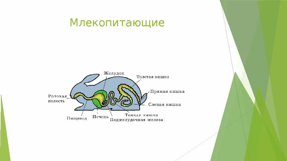 Желудок млекопитающих. Отделы желудка млекопитающих. Эволюция пищеварительной системы млекопитающих. Презентация пищеварительная система млекопитающих.