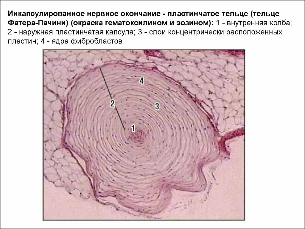 Тельца фатера Пачини гистология. Пластинчатые тельца фатера-Пачини препарат. Тельца фатера Пачини препарат. Тельца фатера Пачини гистология в коже. Пластинчатые тела