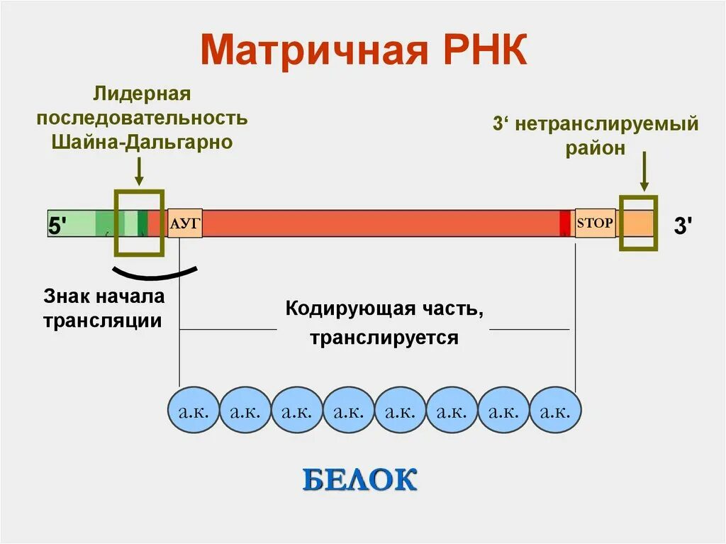 Структура ИРНК эукариот. Матричная РНК строение. Матричная РНК эукариот строение. Структура матричной РНК.