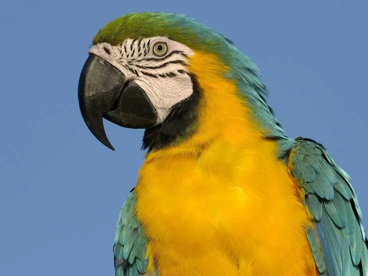 Ара (род) неотропические попугаи. Macaw s holidays. Macaw s holidays. Macaw s holidays. Macaw s holidays.