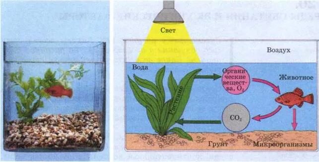 Экосистема аквариума. Аквариум искусственная экосистема. Аквариум модель экосистемы. Искусственные экосистемы примеры аквариум.