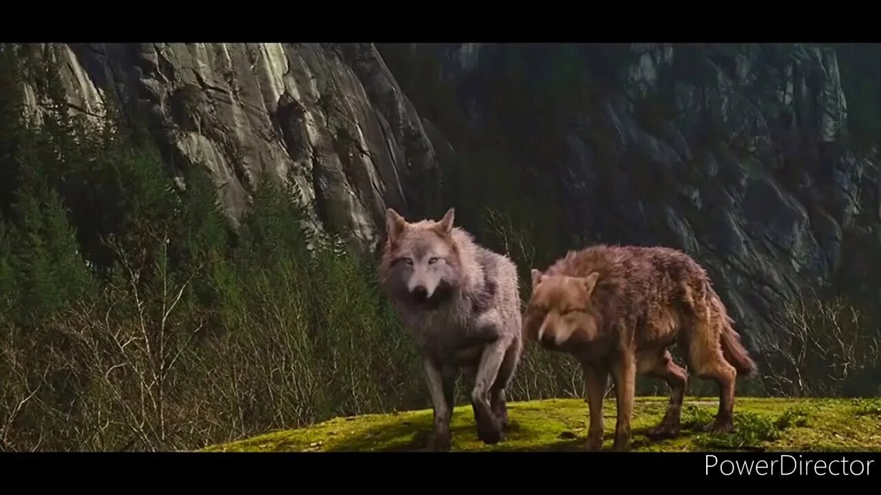 Кадры волков