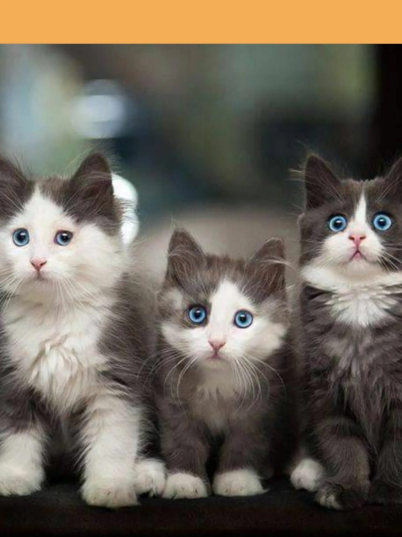Нет 3 кошки. Милые кошки. Маленький котенок. Три котенка. Пушистые котята.