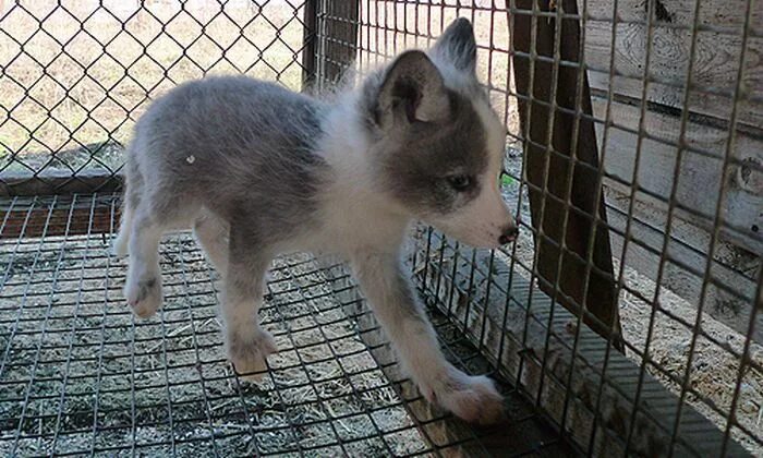 Прирученные лисы. Одомашненные лисы Новосибирск. Domesticated Silver Fox. Лисы которых одомашнивают 50 лет. B9 fox