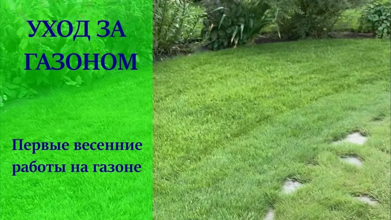 Трава весной газон. Газон весной после зимы. Рулонный газон после зимы. Газон весной после зимы. Аэратор палисад.