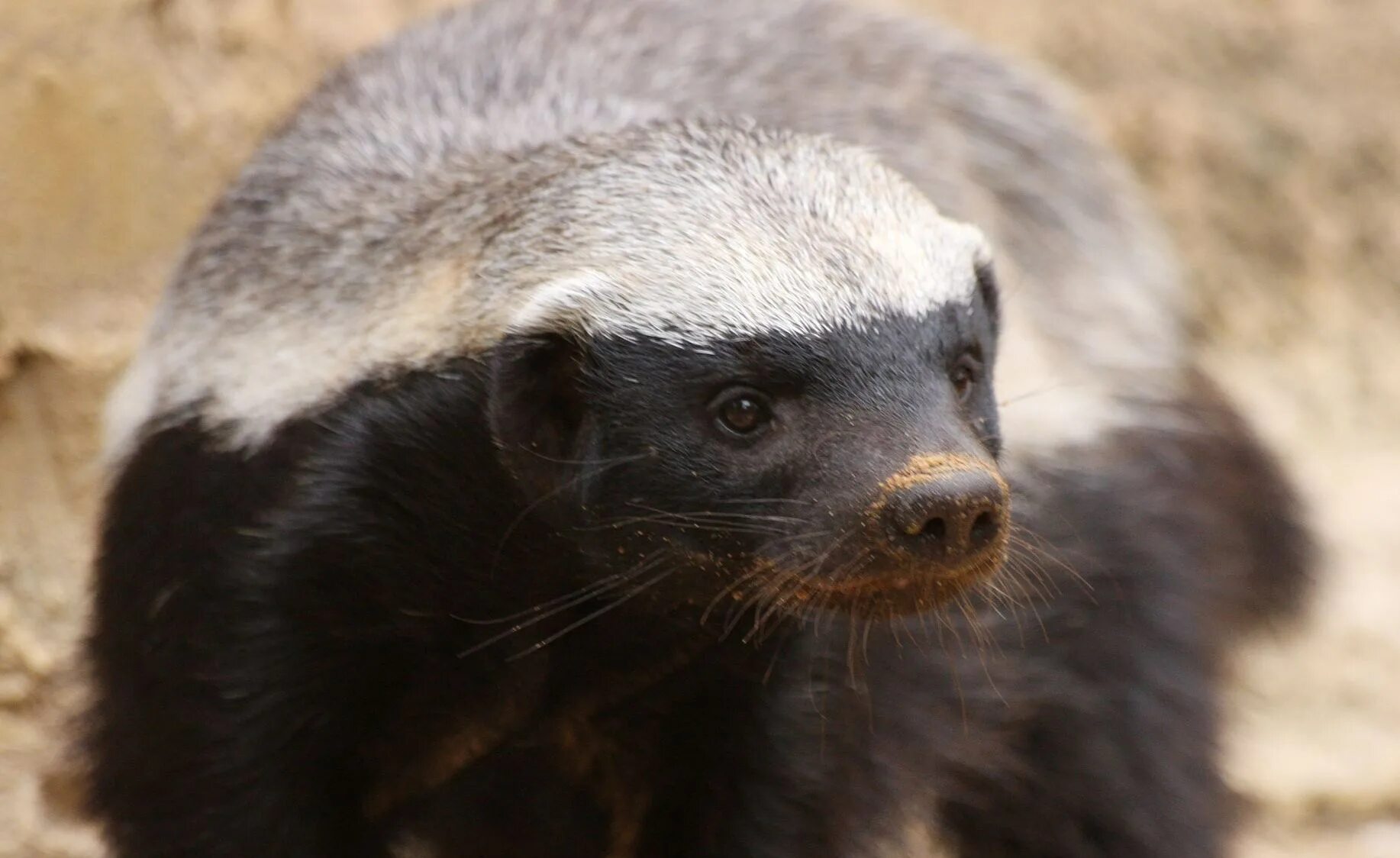 Медоед Honey Badger. Африканский медоед. Зверь барсук медоед. Домашний барсук медоед.