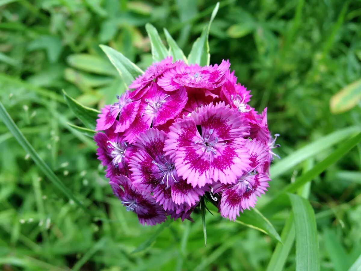 Турецкая гвоздика весной. Гвоздика бородатая - Dianthus barbatus. Диантус, гвоздика (турецкая). Гвоздика турецкая (Dianthus barbatus). Гвоздика китайская Империалис.