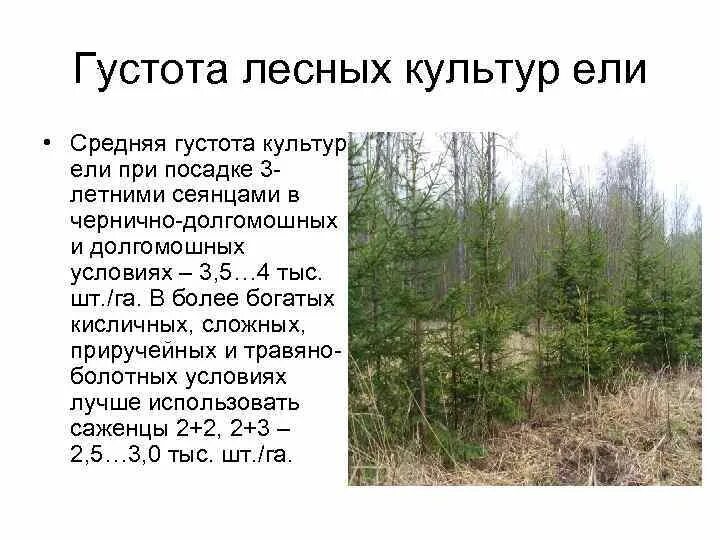 Густота посадки. Густота посадки лесных культур. густота в лесных культурах сосны. шаг посадки лесных культур. лесные культуры ели.