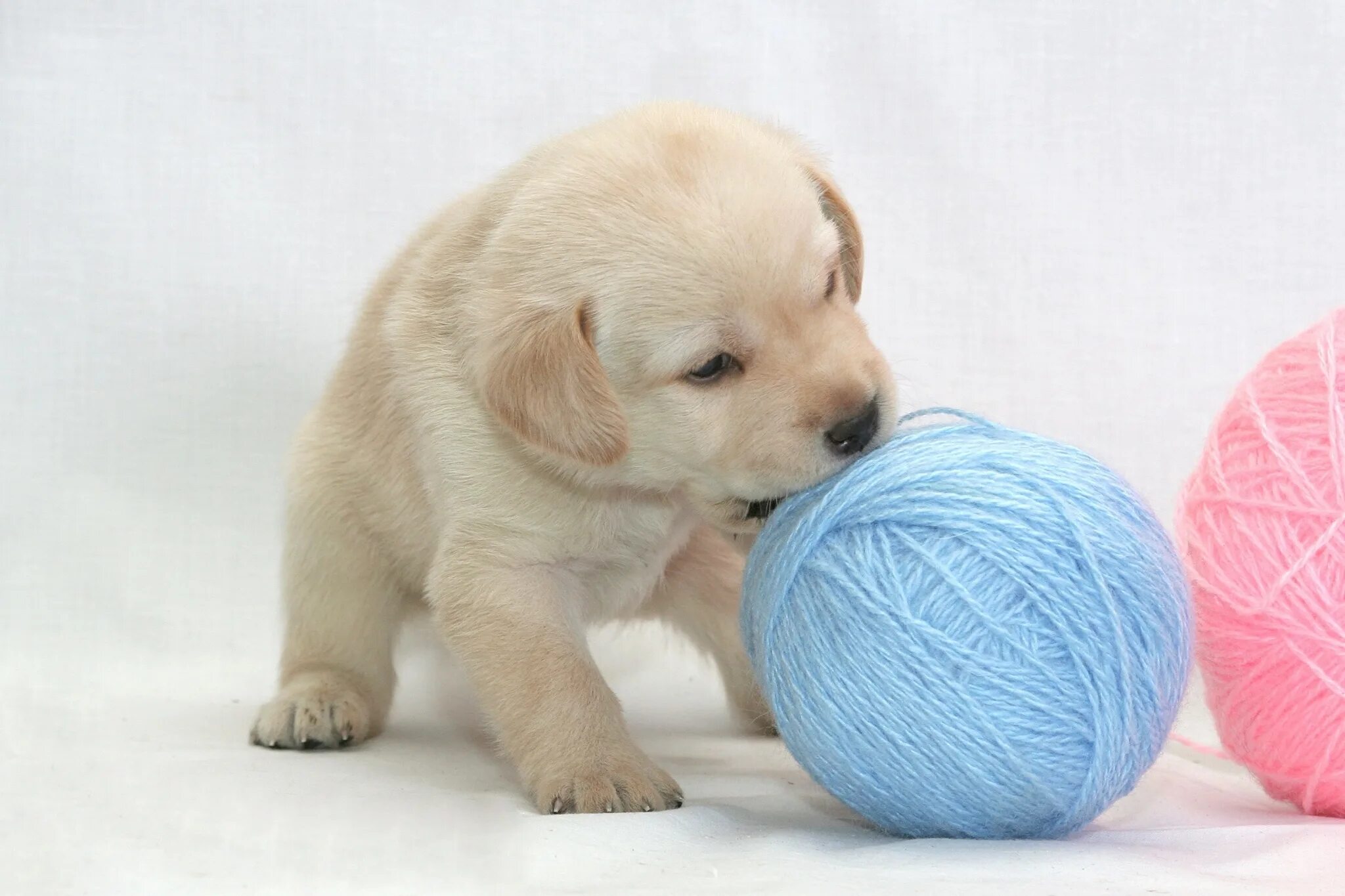 Puppy play. Puppy play щенки. puppy play спб. cute puppy with ball картинка для детей. puppy play adidas.