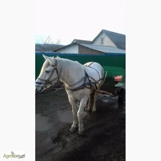 Продам рабочая 7