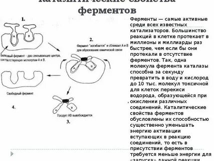 Ферменты сообщение по биологии