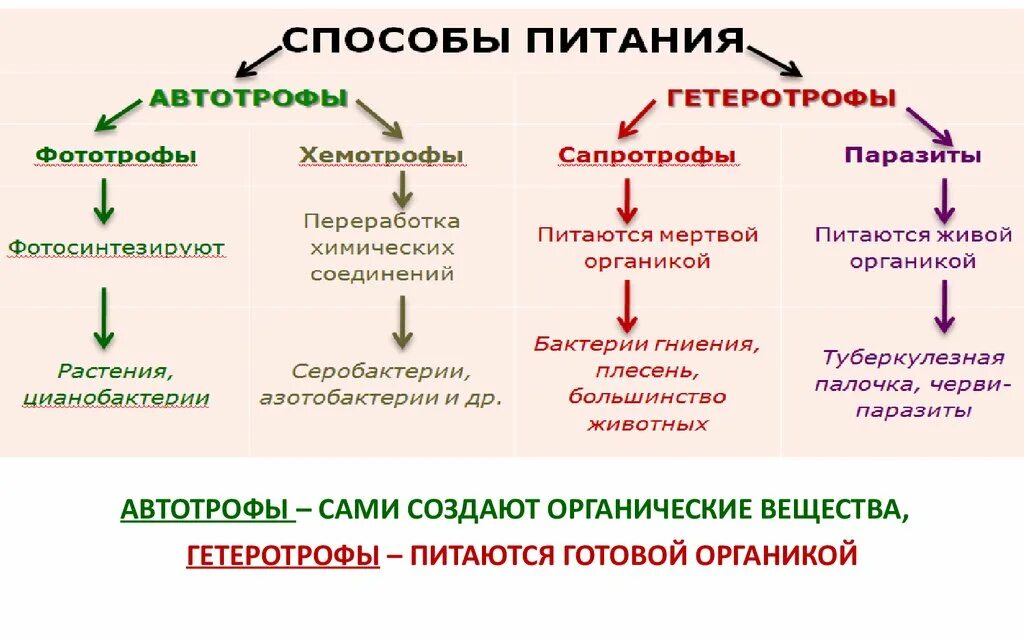 Гетеротрофное питание клеток. Типы питания гетеротрофы ФИТОТРОФЫ сапротрофы. Автотрофы и гетеротрофы таблица. Способы питания автотрофы гетеротрофы. Способы питания микроорганизмов.