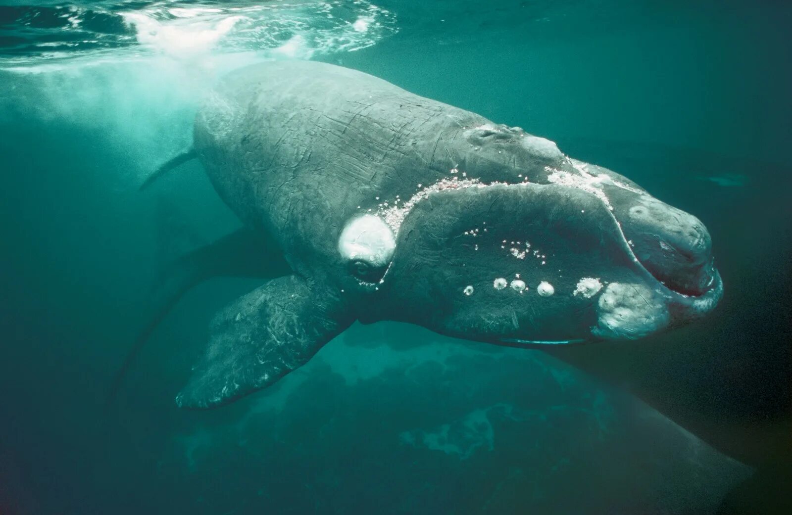 северный гладкий кит (eubalaena glacialis). японский кит eubalaena glacialis japonica. северный гладкий кит (eubalaena glacialis). южный гладкий кит. японский гладкий кит (eubalaena japonica).