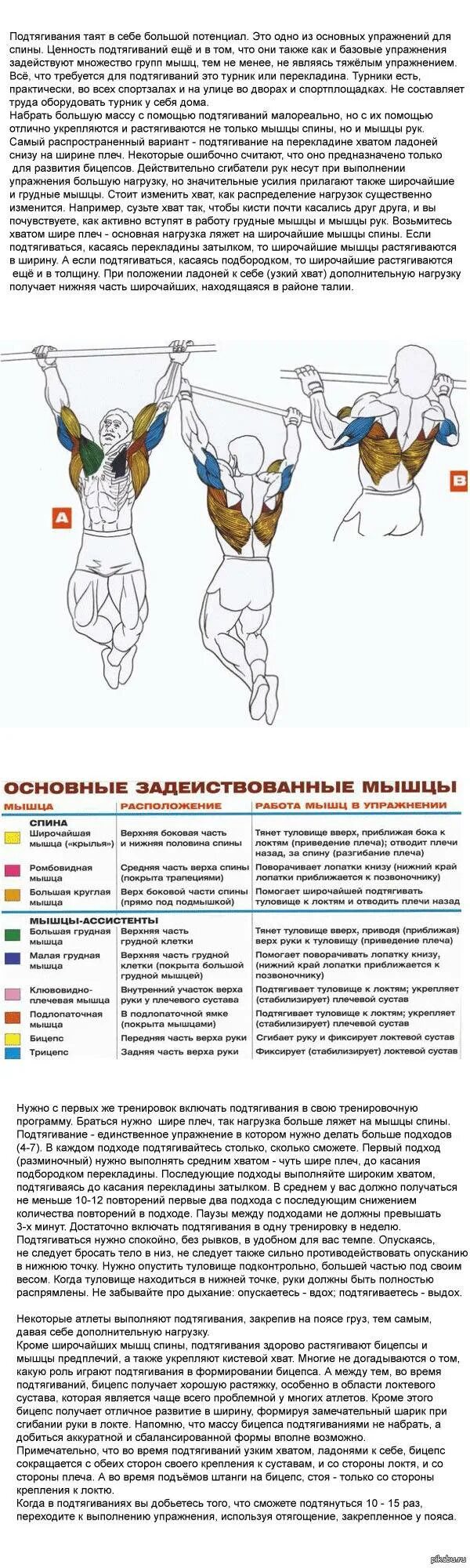 Подтягивания широким какие мышцы работают. Подтягивания группы мышц. Схема подтягивания на бицепс. Подтягивания на турнике группы мышц. Какие мышцы работают при подтягивании.