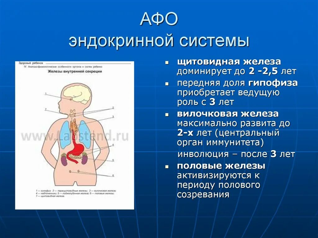 Афо органов эндокринной системы у детей. Афо эндокринная система у детей грудного возраста. Железы внутренней секреции у детей. Анатомо-физиологические особенности эндокринной системы.