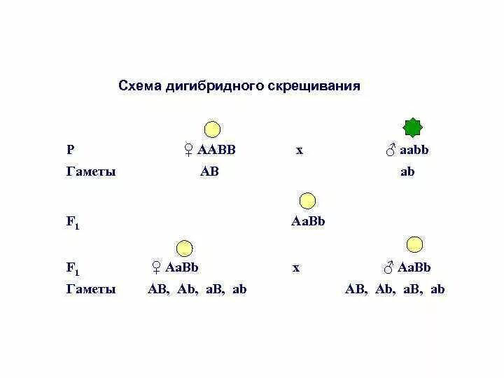 Схема дигибридного скрещивания. Схема дигибридного скрещивания гороха. Схема жигибридного серещивпгия. Дигибридное скрещивание схема.