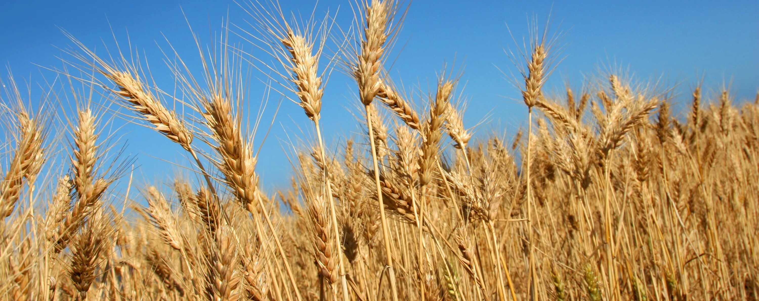 Пшеница дурум. Пшеница Кыргызстан. Сладкая пшеница. Wheat группа.