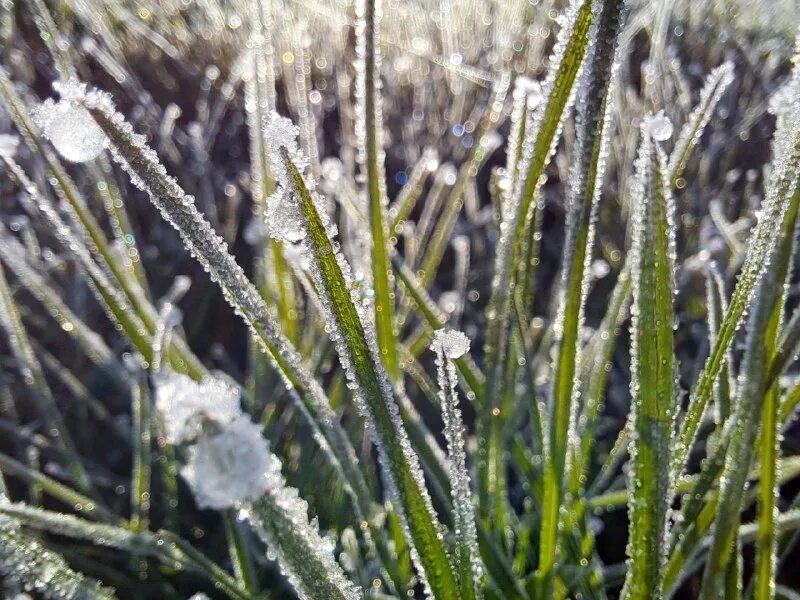 когда ожидаются заморозки. когда ожидаются заморозки. замерзшая трава. заморозки в россии. когда ожидаются заморозки.
