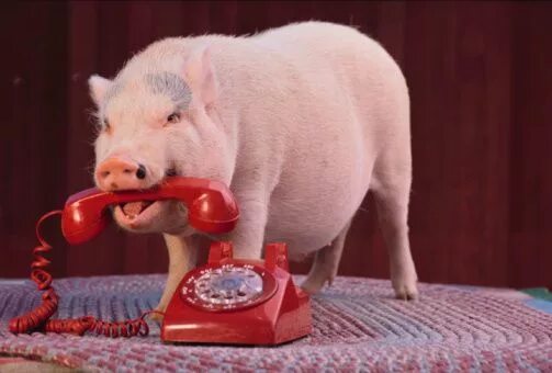 Свинка говорит. Хрюшка с телефоном. Свинка с телефоном. Свинья с телефоном. Поросенок с телефоном.