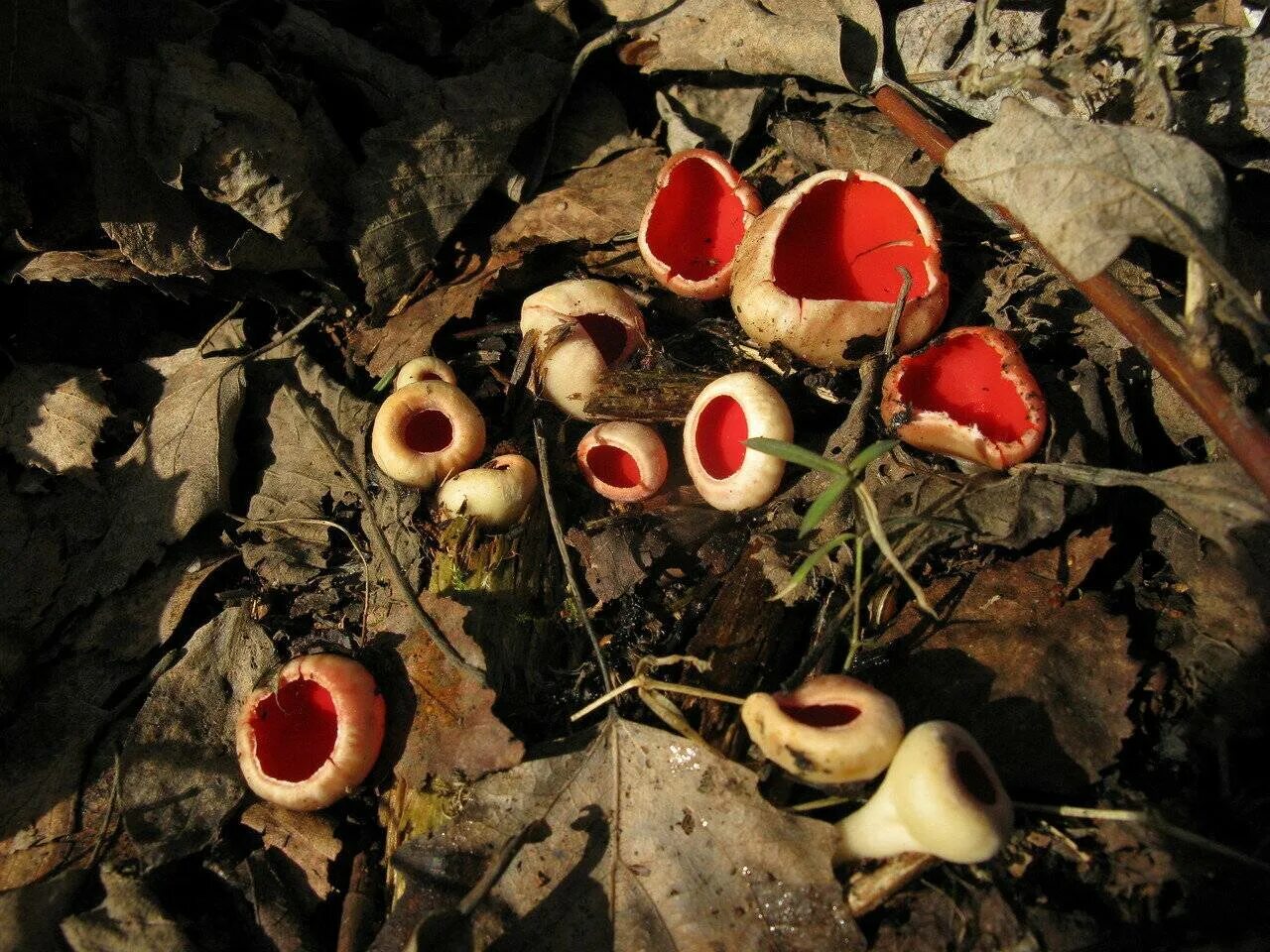 Саркосцифа Австрийская гриб. Весенние грибы саркосцифа. Саркосцифа (пецица) красная. Красный гриб саркосцифа.