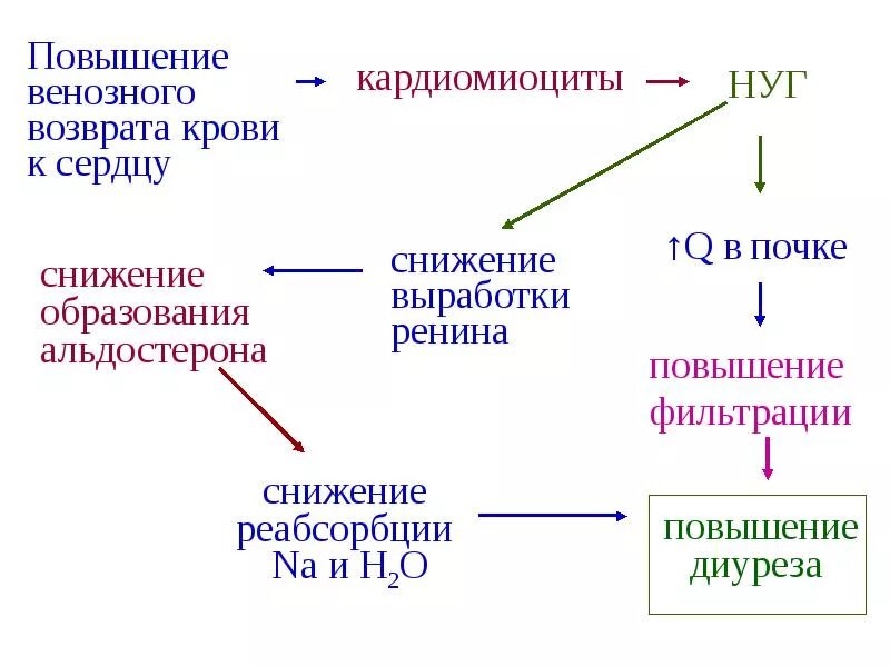 Раскройте механизмы регуляции мочеиспускания. Регуляция мочеобразования схема. Нервные механизмы регуляции мочеобразования. Нейрогуморальная регуляция мочеобразования физиология. Гуморальные механизмы регуляции мочевыделения/мочеобразования.