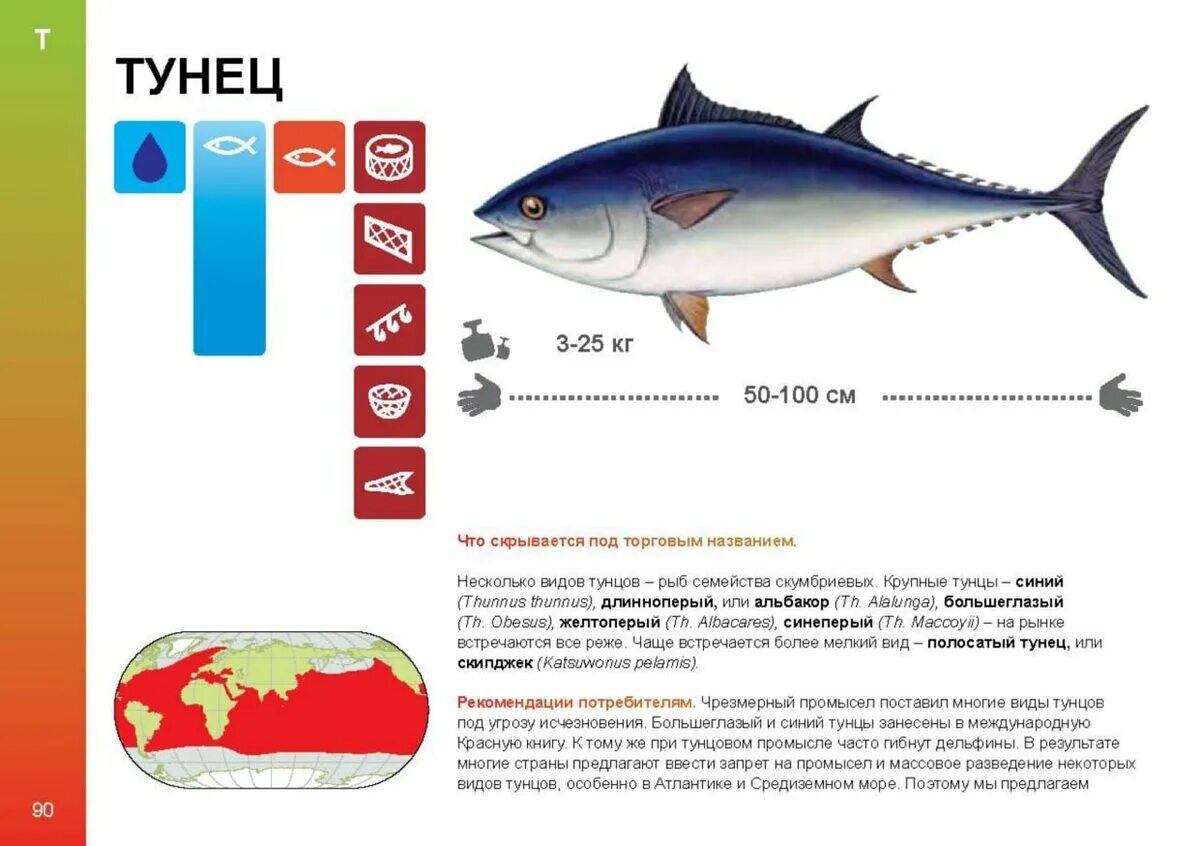 белый тунец альбакор. тунец турецкий. Noodletaro. всемирный день тунца открытки. два тунца верхняя.