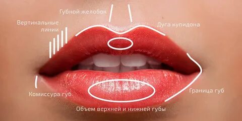 Губной желобок