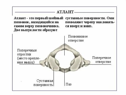 Атлант в теле человека