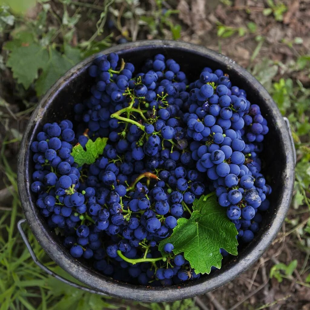 Виноград Каберне Совиньон. Каберне Совиньон сорт винограда. Cabernet Sauvignon grape. Шираз виноград.