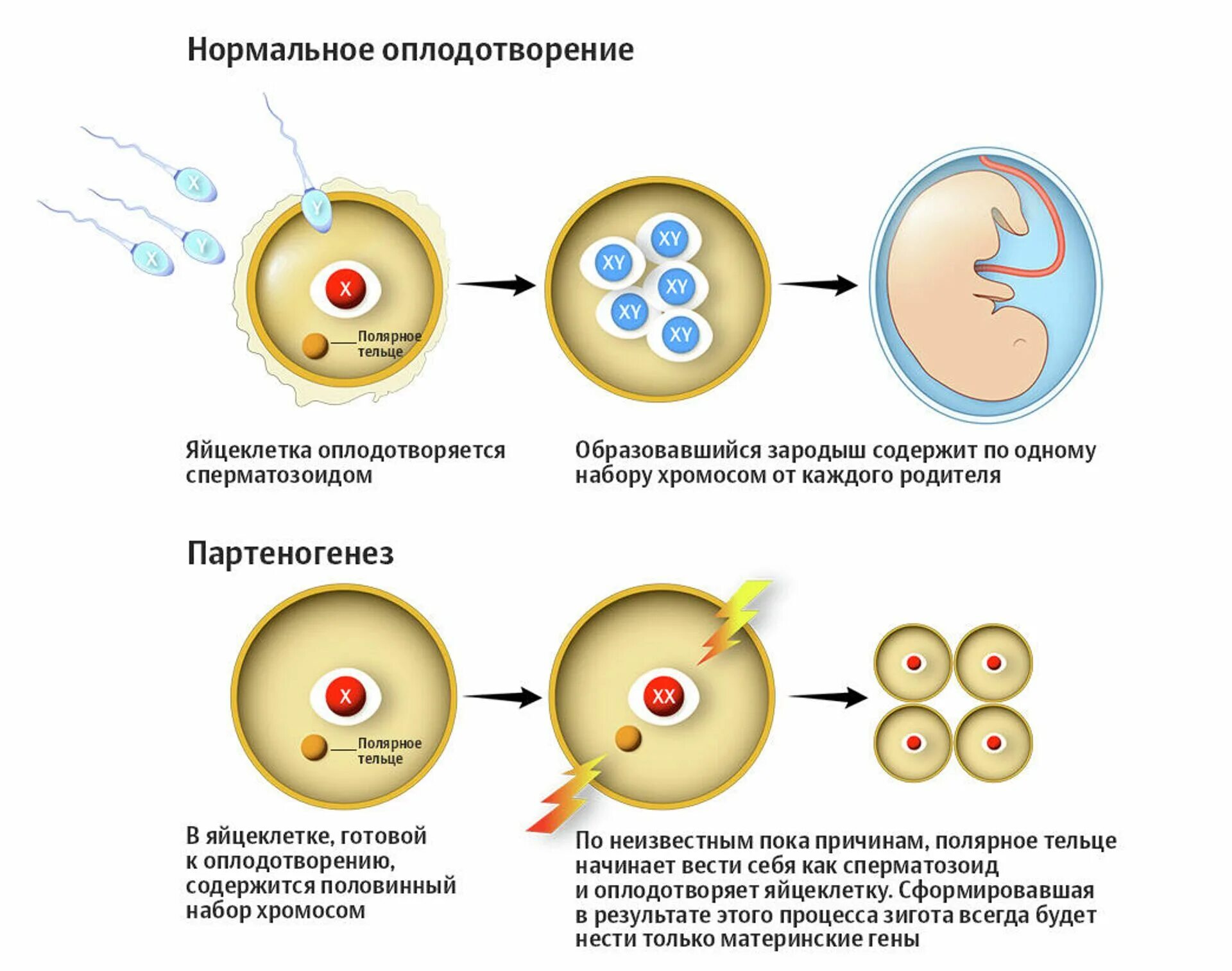 После оплодотворения яйцеклетки и первых. Схема созревания яйцеклетки. Механизм оплодотворения яйцеклетки схема. Партеногенез у пчел Тип размножения. Партеногенез однополое размножение.