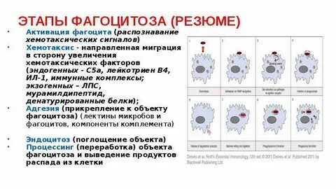 Вещества усиливающие адгезию и эндоцитоз фагоцитов