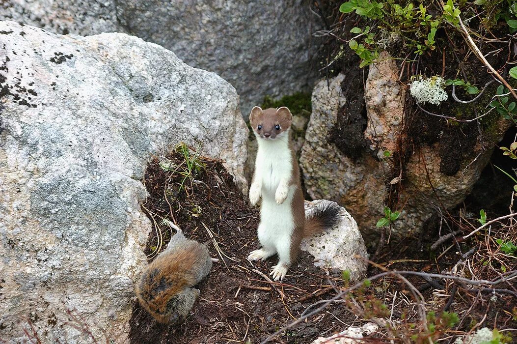 Ласка (Mustela nivalis). Патагонский горностай. Горностай Таймыр. Горностай Байкальский. Добыча куницы