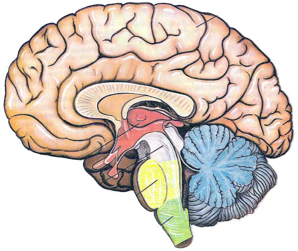 Brain 254. Неокортекс головного мозга. Отделы головного мозга. Строение головного мозга человека. Сагиттальный срез головного мозга.